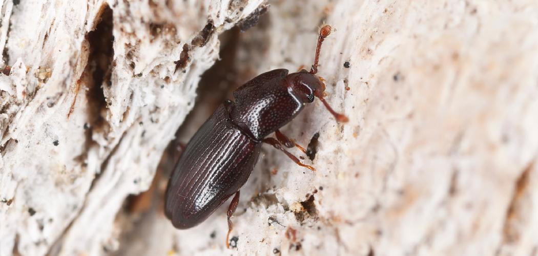 How to Get Rid of Wood Mites