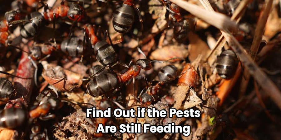 Find Out if the Pests
Are Still Feeding