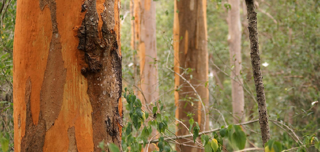 How To Preserve Live Edge Bark