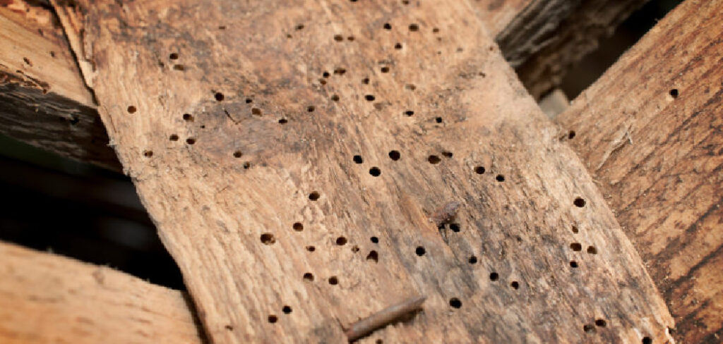 How to Get Rid of Wood-Eating Insects