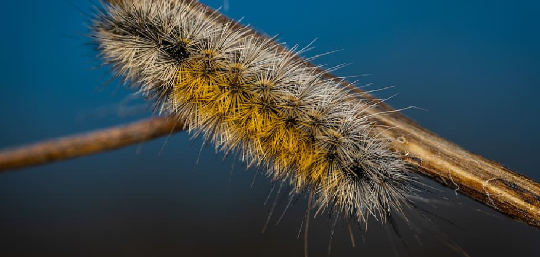 How to Get Rid of Worms in Wood