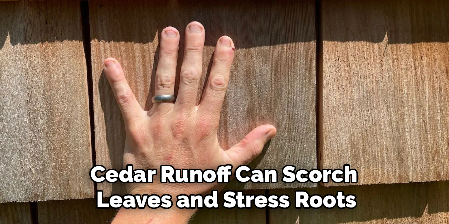 Cedar Runoff Can Scorch 
Leaves and Stress Roots